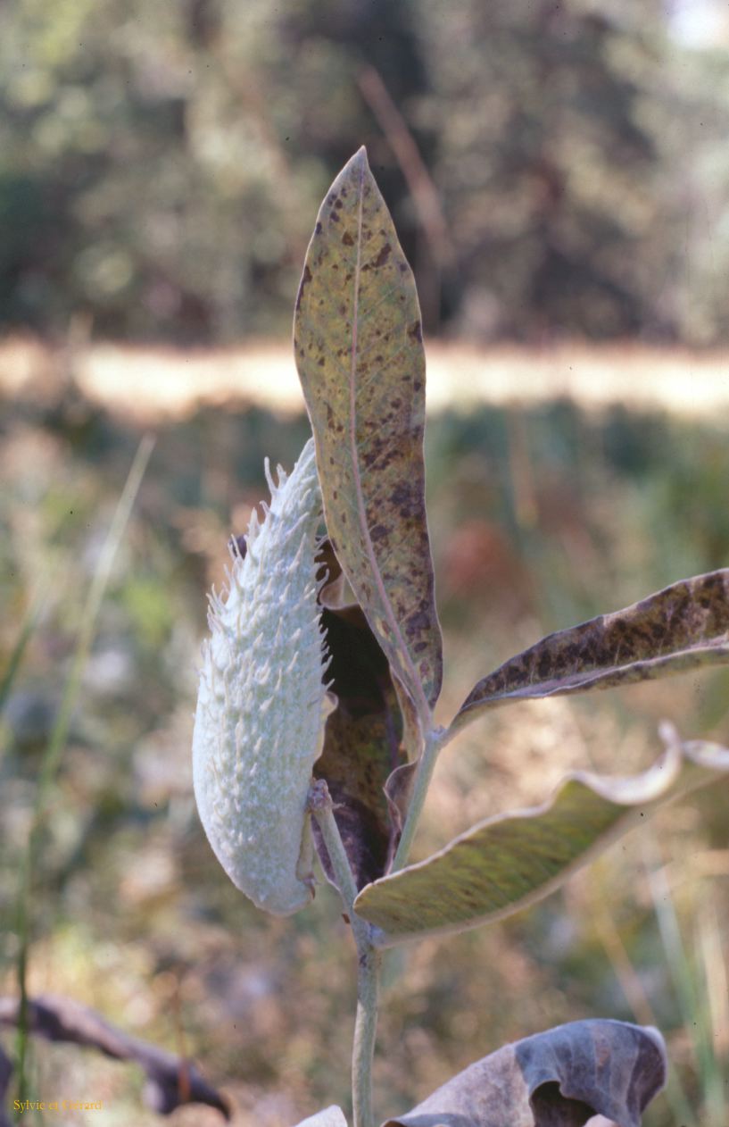 USA 1997-027 Yosémite fleur