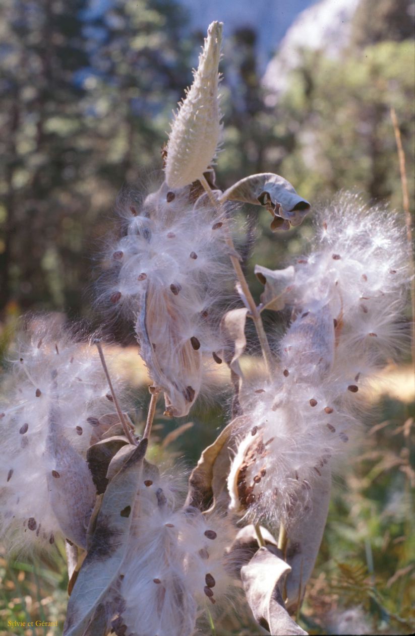 USA 1997-028 Yosémite fleur