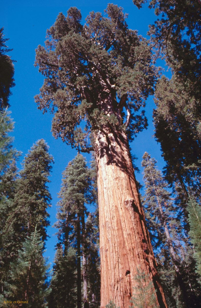USA 1997-035 Sequoia