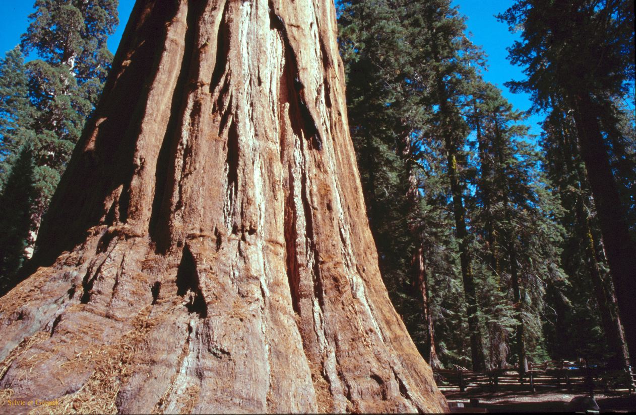 USA 1997-036 Sequoia
