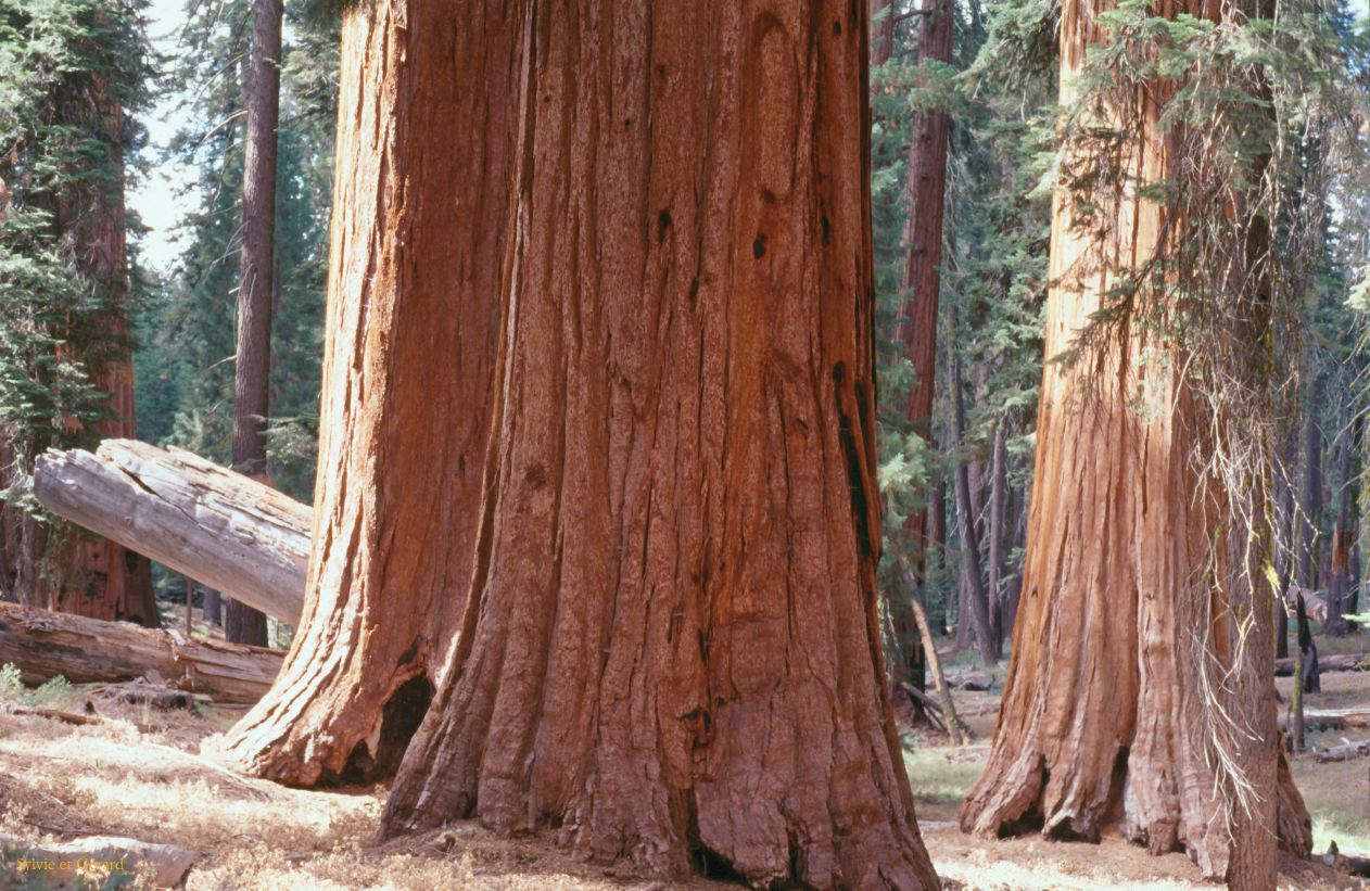 USA 1997-037 Sequoia