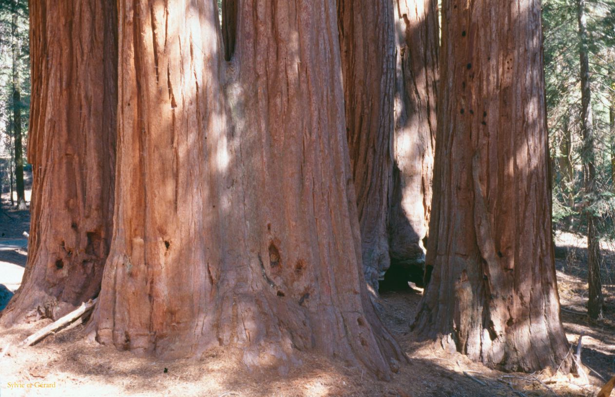 USA 1997-038 Sequoia