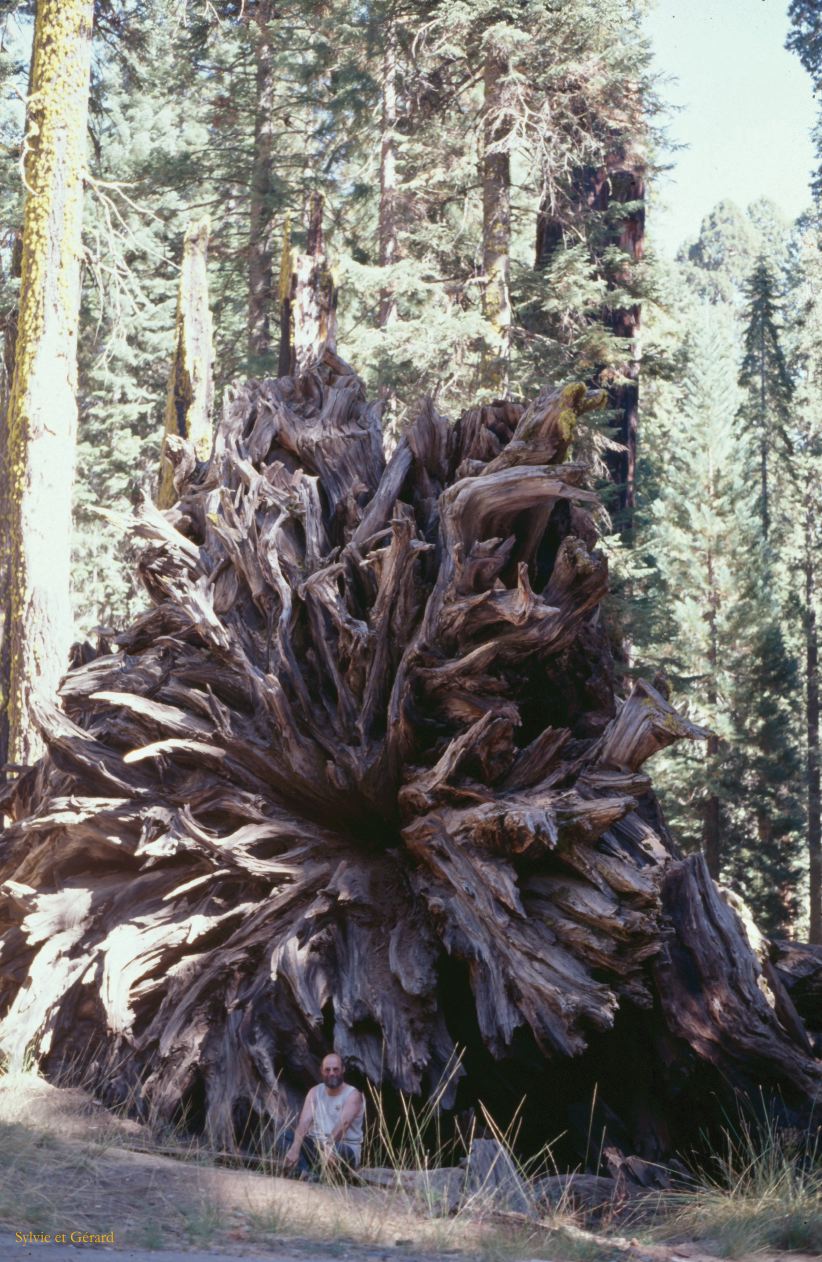 USA 1997-039 Sequoia