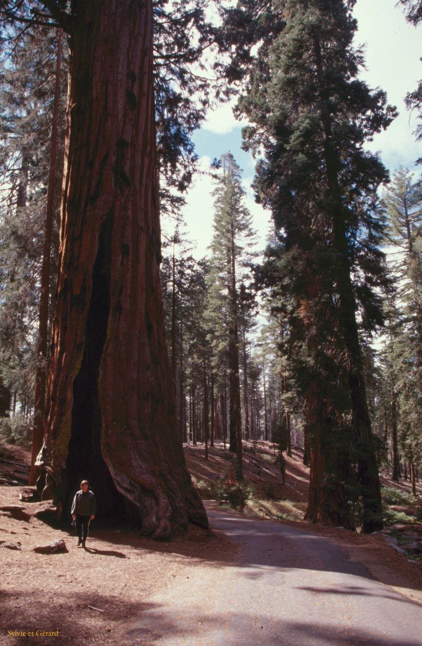 USA 1997-041 Sequoia