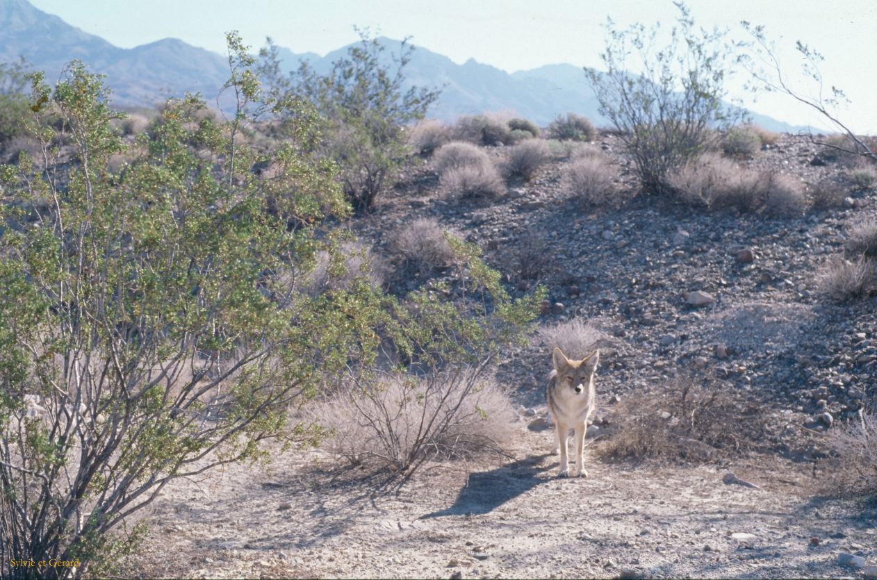USA 1997-067 Vallée de la Mort coyotte