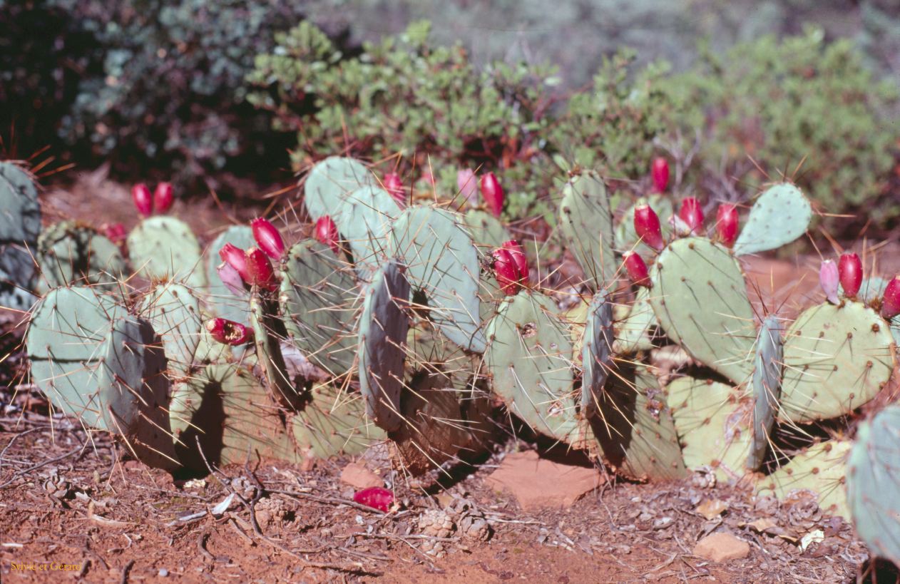 USA 1997-091 cactus