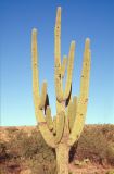 USA 1997-106 cactus