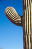 USA 1997-107 cactus