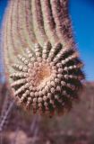 USA 1997-109 cactus