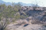 USA 1997-067 Vallée de la Mort coyotte