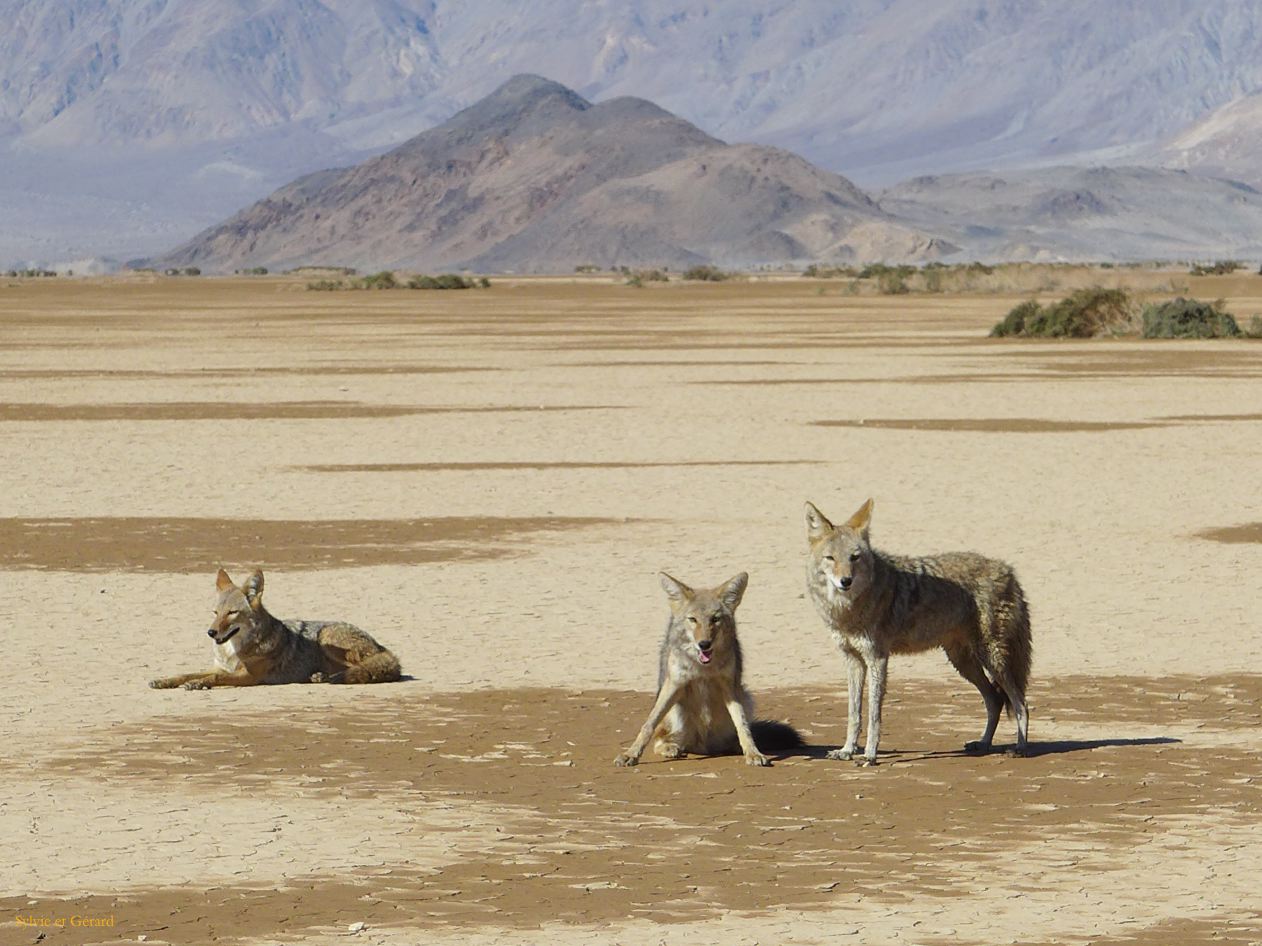 00 48 Vallée de la Mort famille 