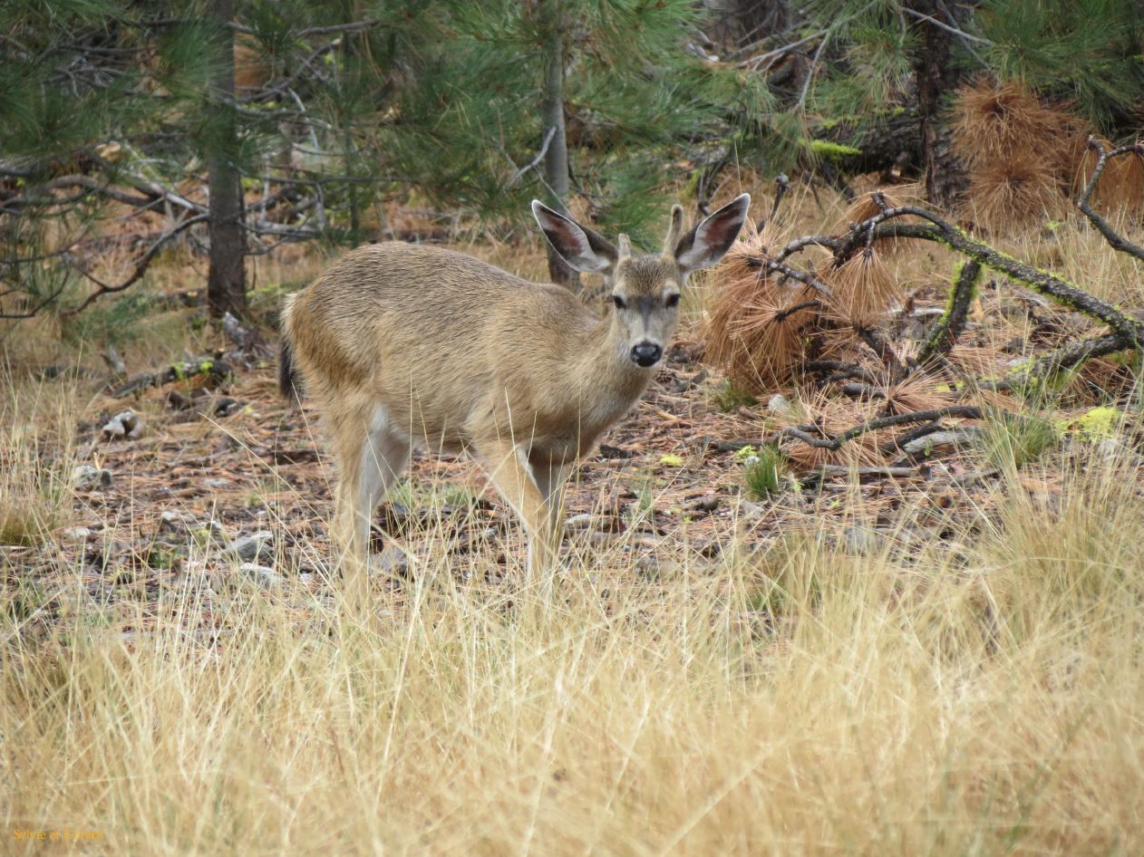F 04 Lassen Volcanic NP 
