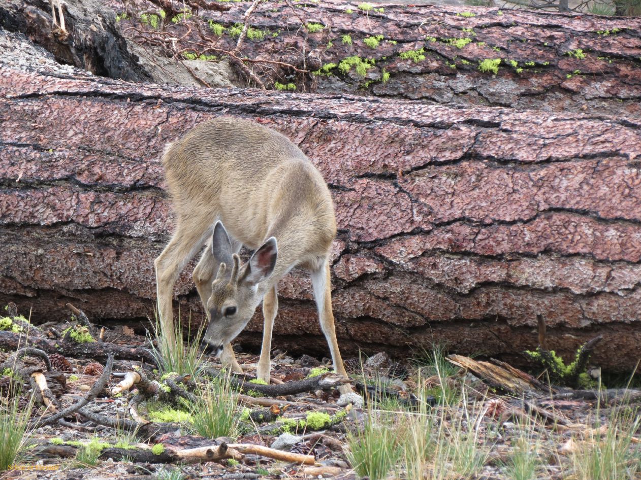 F 07 Lassen Volcanic 