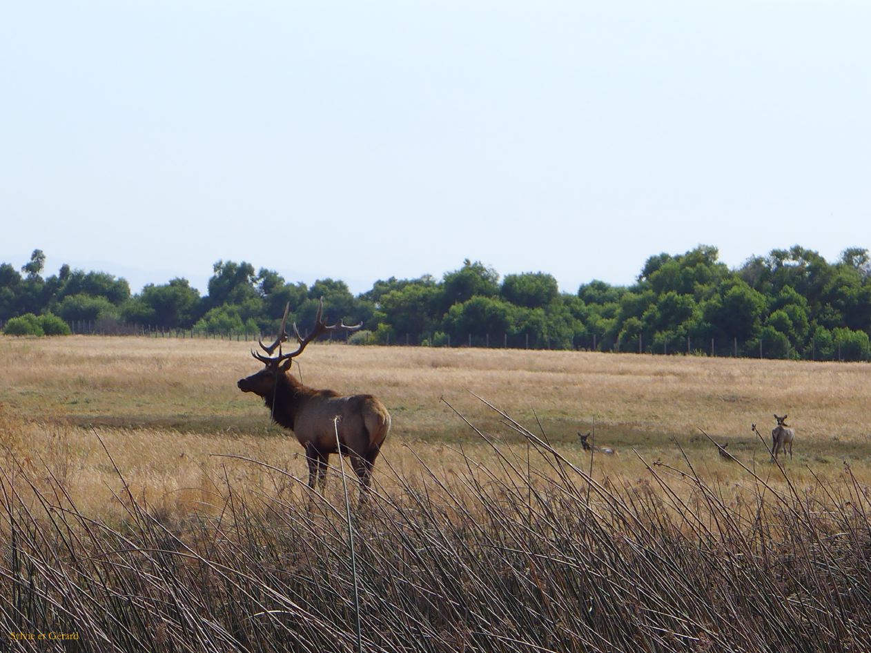 I 04 San Luis Reserve pour la sauvegarde des cerfs Tule Elk