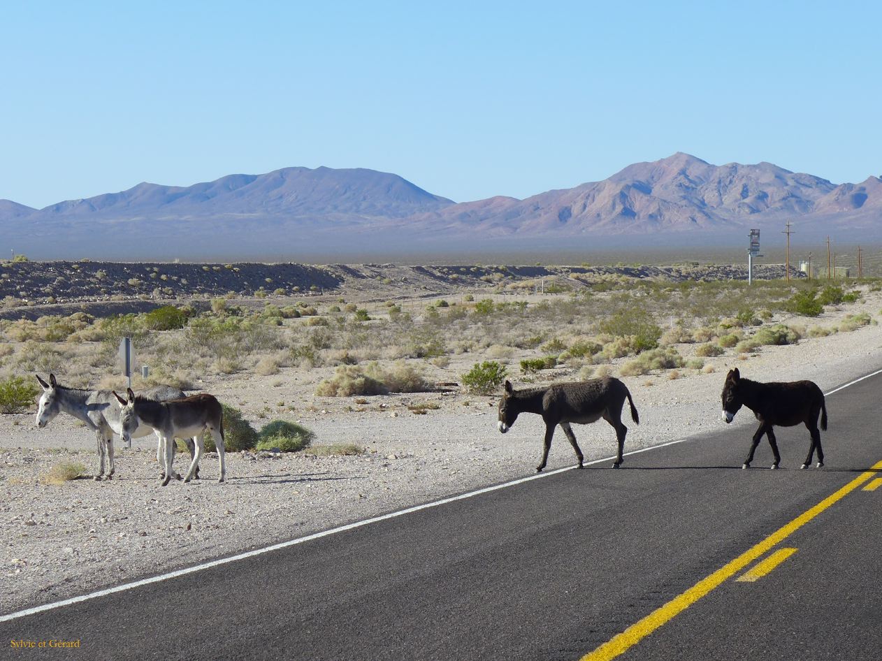A 23 Vallée de la Mort anes errants