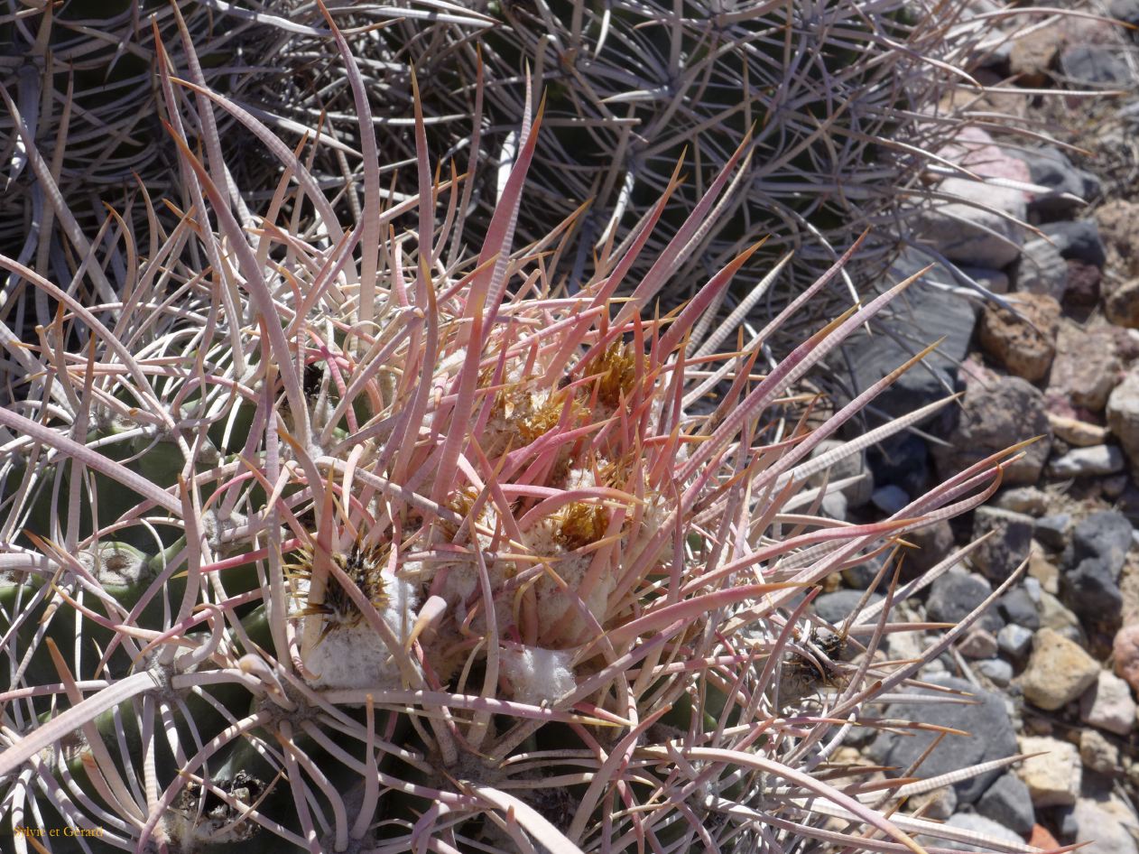 A 32 Vallée de la Mort