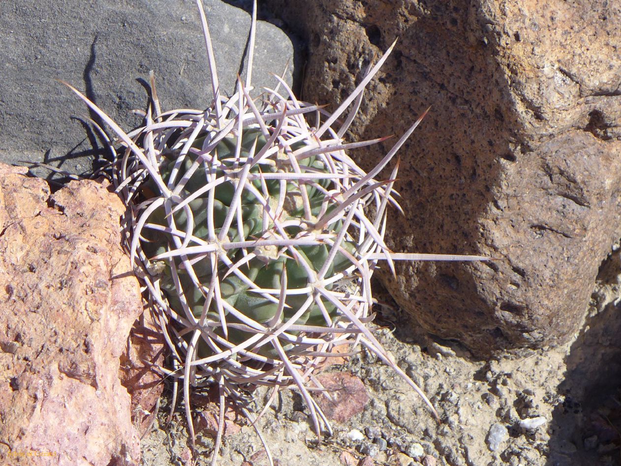 A 35 Vallée de la Mort