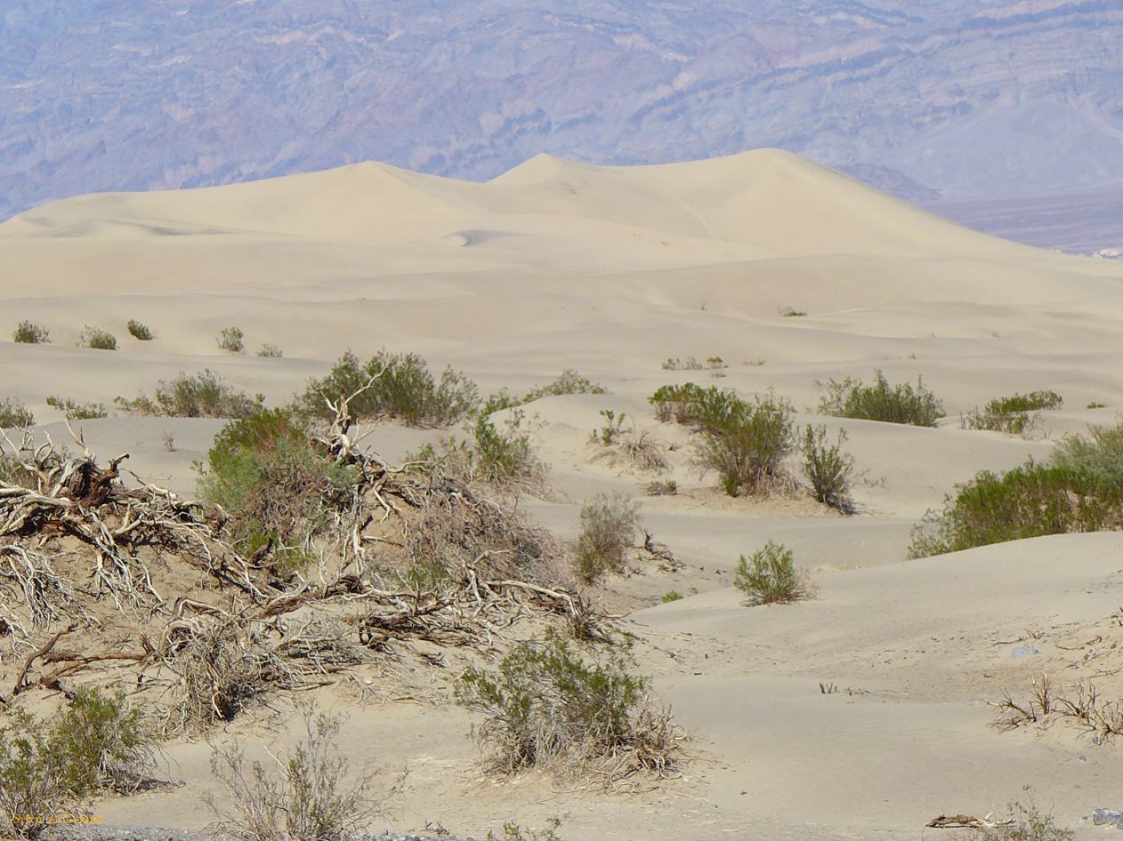 A 36 Vallée de la Mort Mesquite Flat dunes de sable