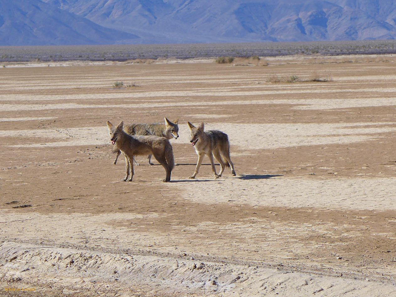 A 46 Vallée de la Mort famille coyote