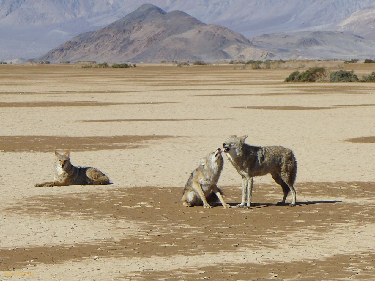 A 47 Vallée de la Mort famille coyote