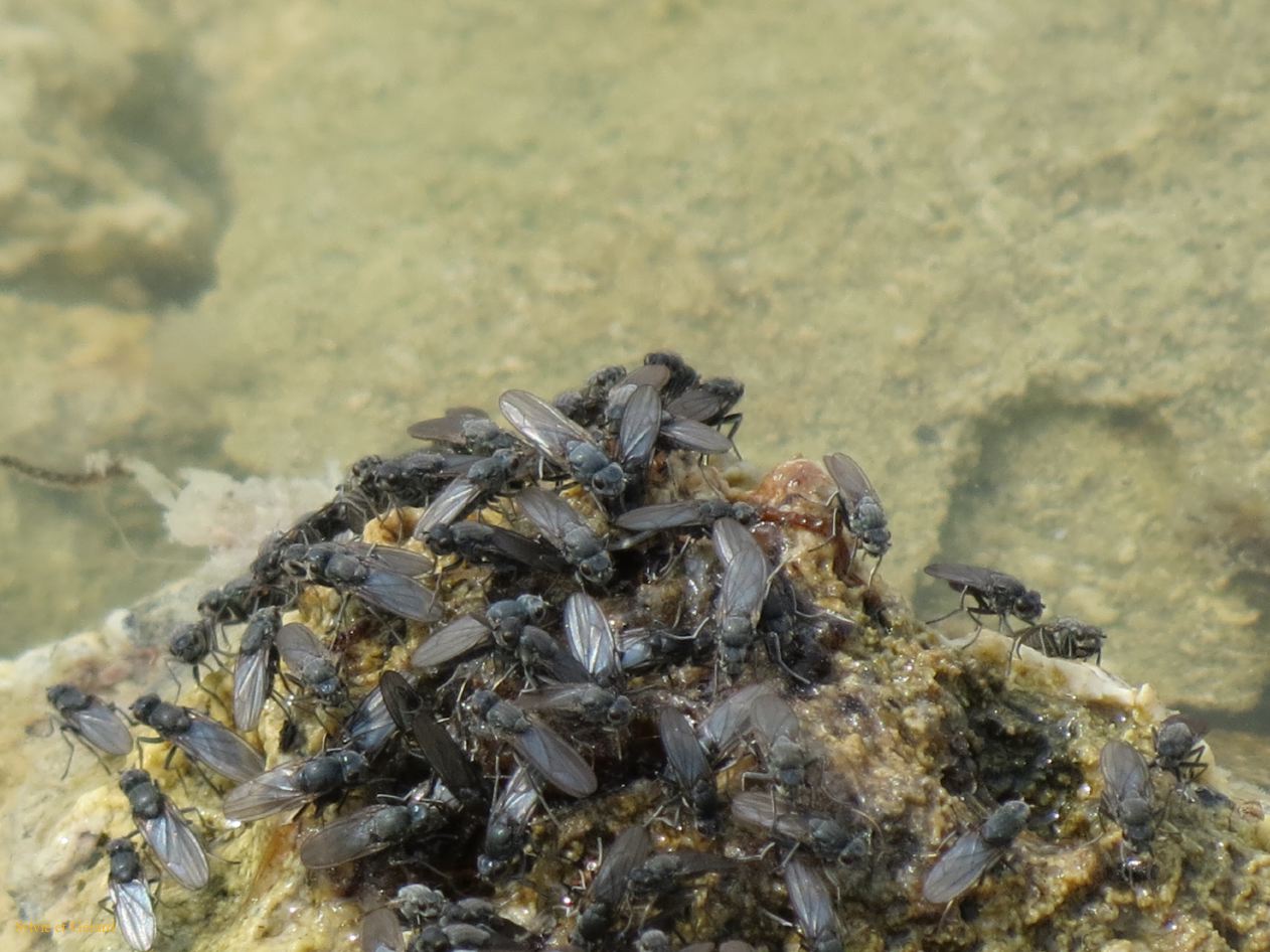 B 04 Lac Mono ses mouches et leurs larves