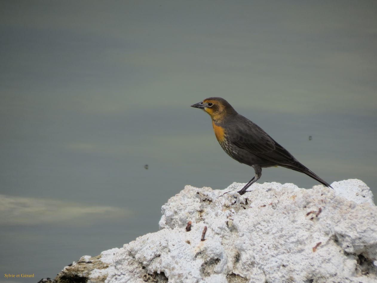 B 06 Lac Mono les oiseaux se nourrissent des larves