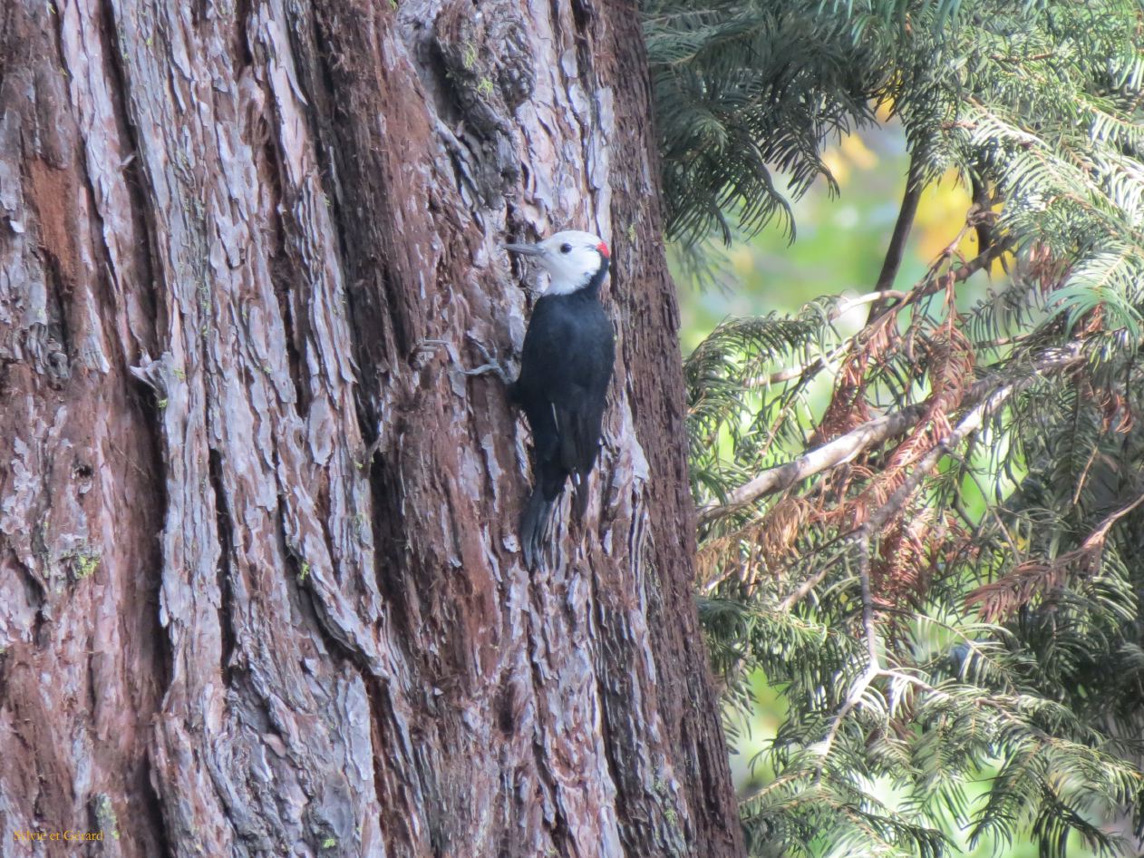 C 08 Yosemite pic vert local