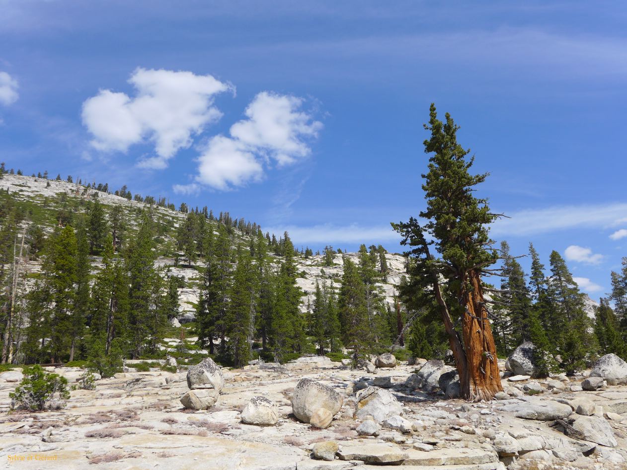 C 09 Yosemite sequoia le long de la Tioga road