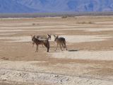A 46 Vallée de la Mort famille coyote