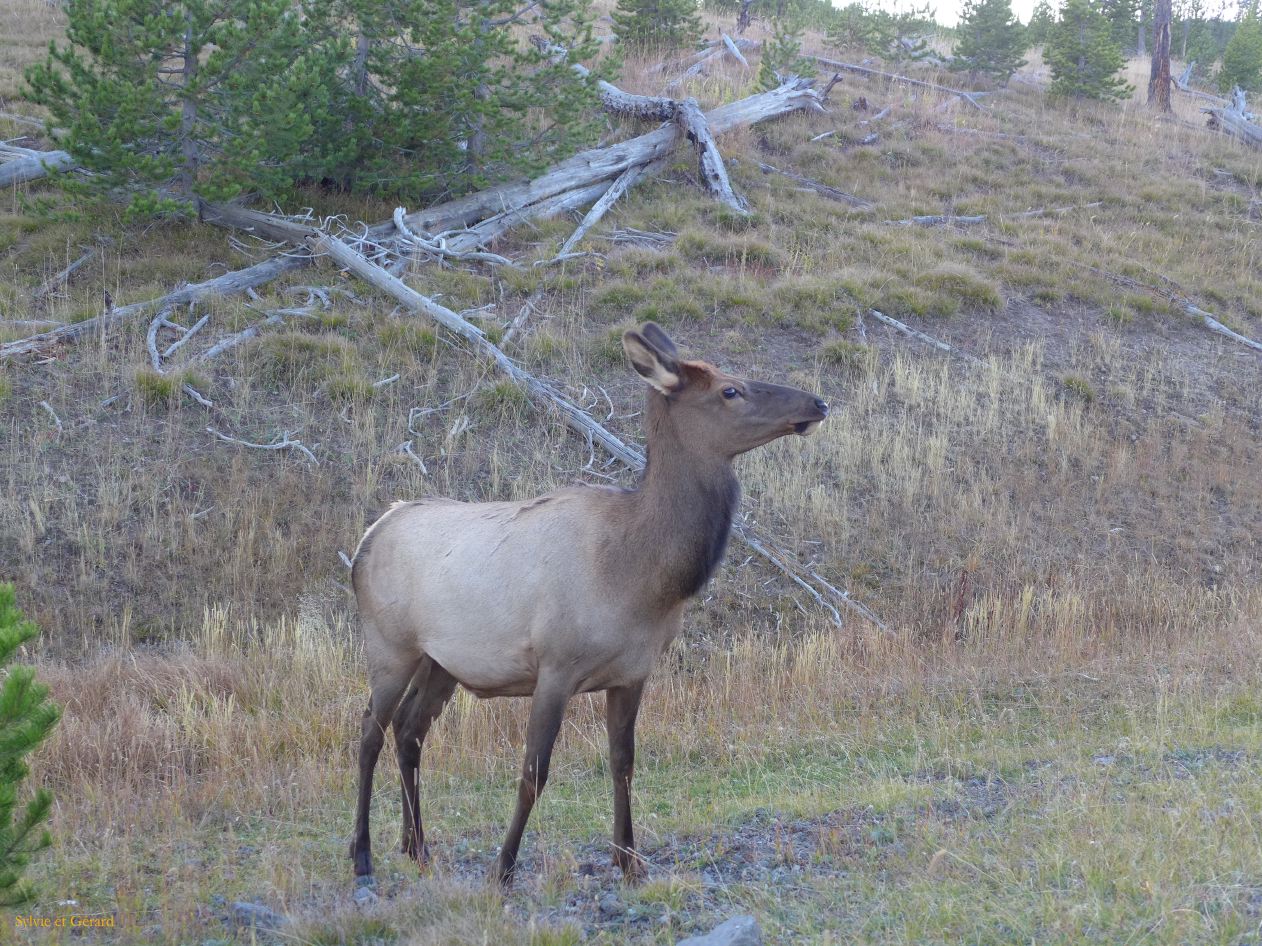  WYOMING A YELLOWSTONE 11 
