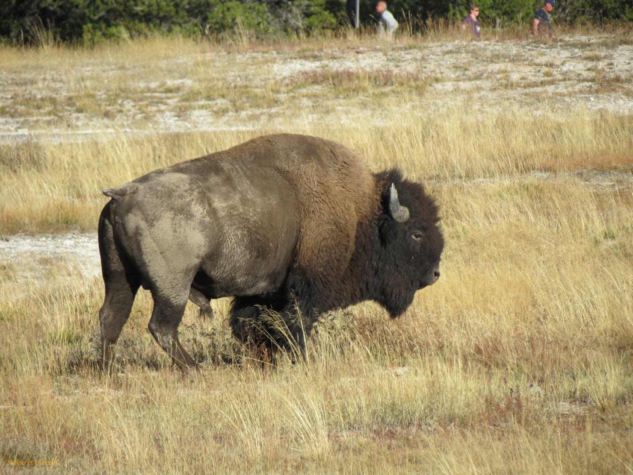  WYOMING A YELLOWSTONE 32 