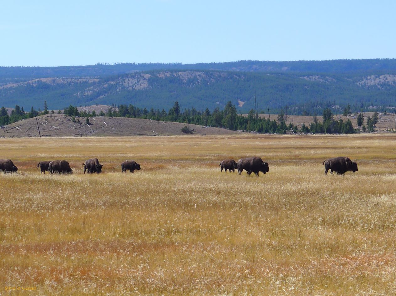  WYOMING A YELLOWSTONE 33 
