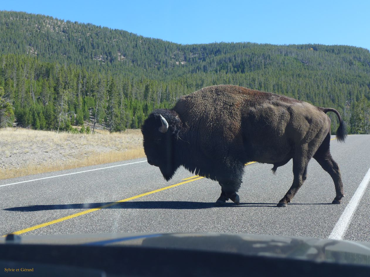  WYOMING A YELLOWSTONE 48 stop je passe