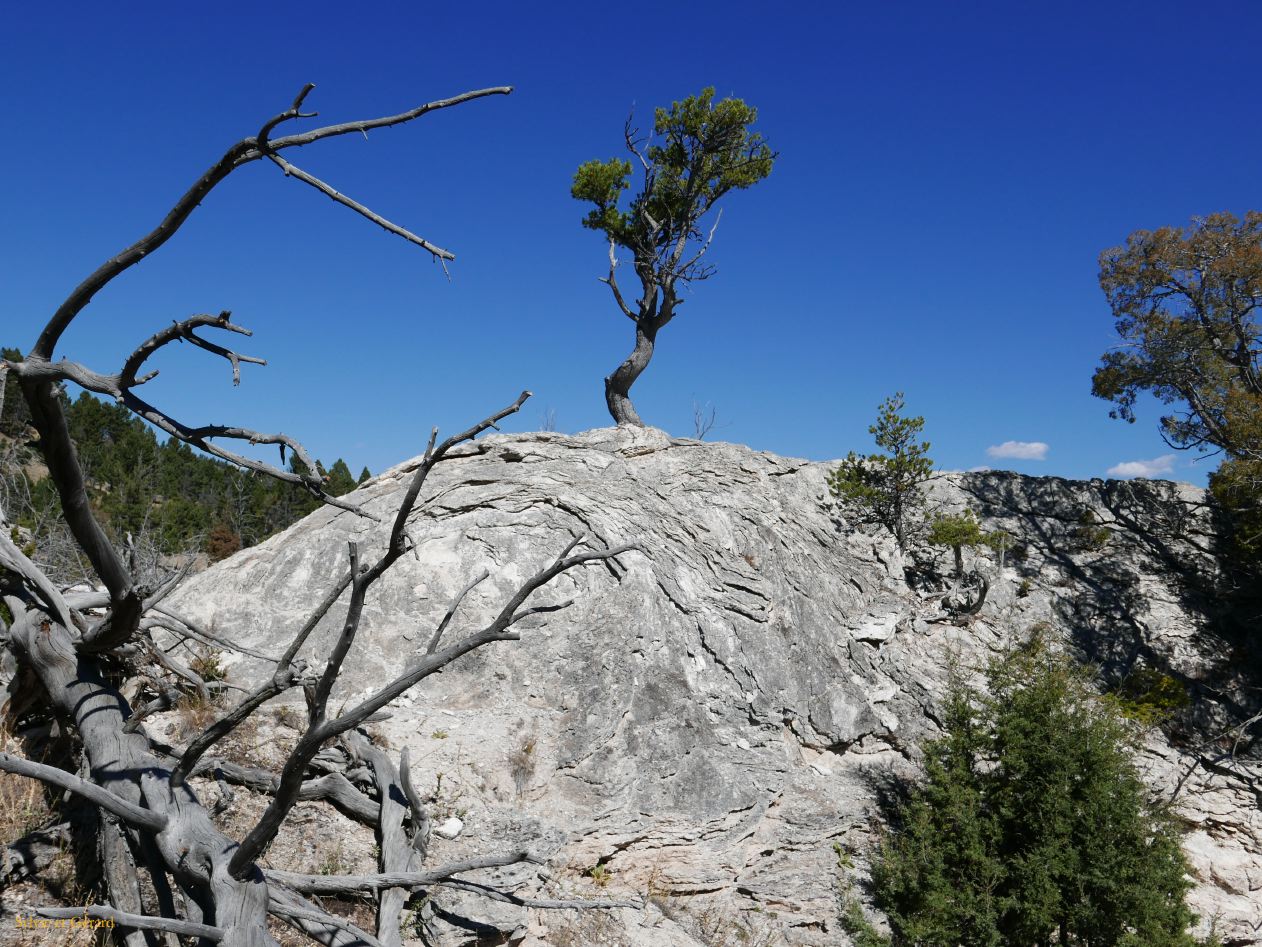  WYOMING A YELLOWSTONE 51 Mammoth Hot Springs