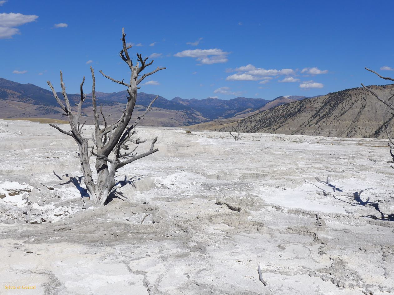  WYOMING A YELLOWSTONE 54 Mammoth Hot Springs 