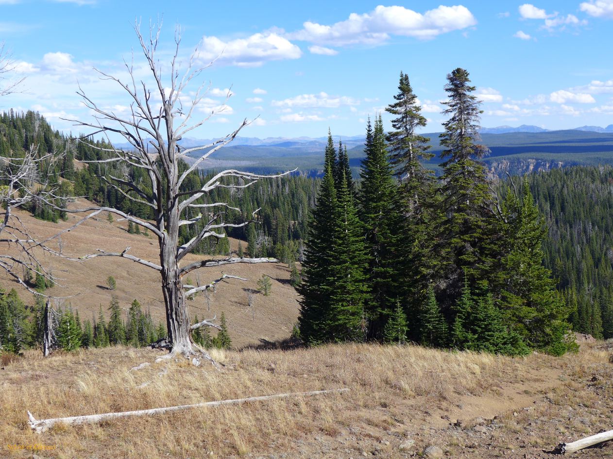  WYOMING A YELLOWSTONE 59 