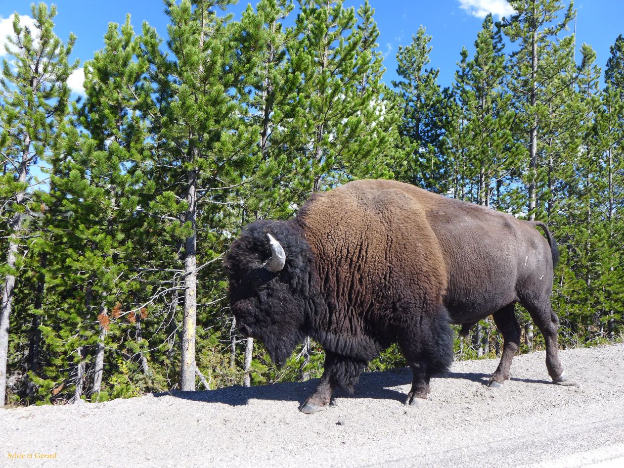  WYOMING A YELLOWSTONE 60 