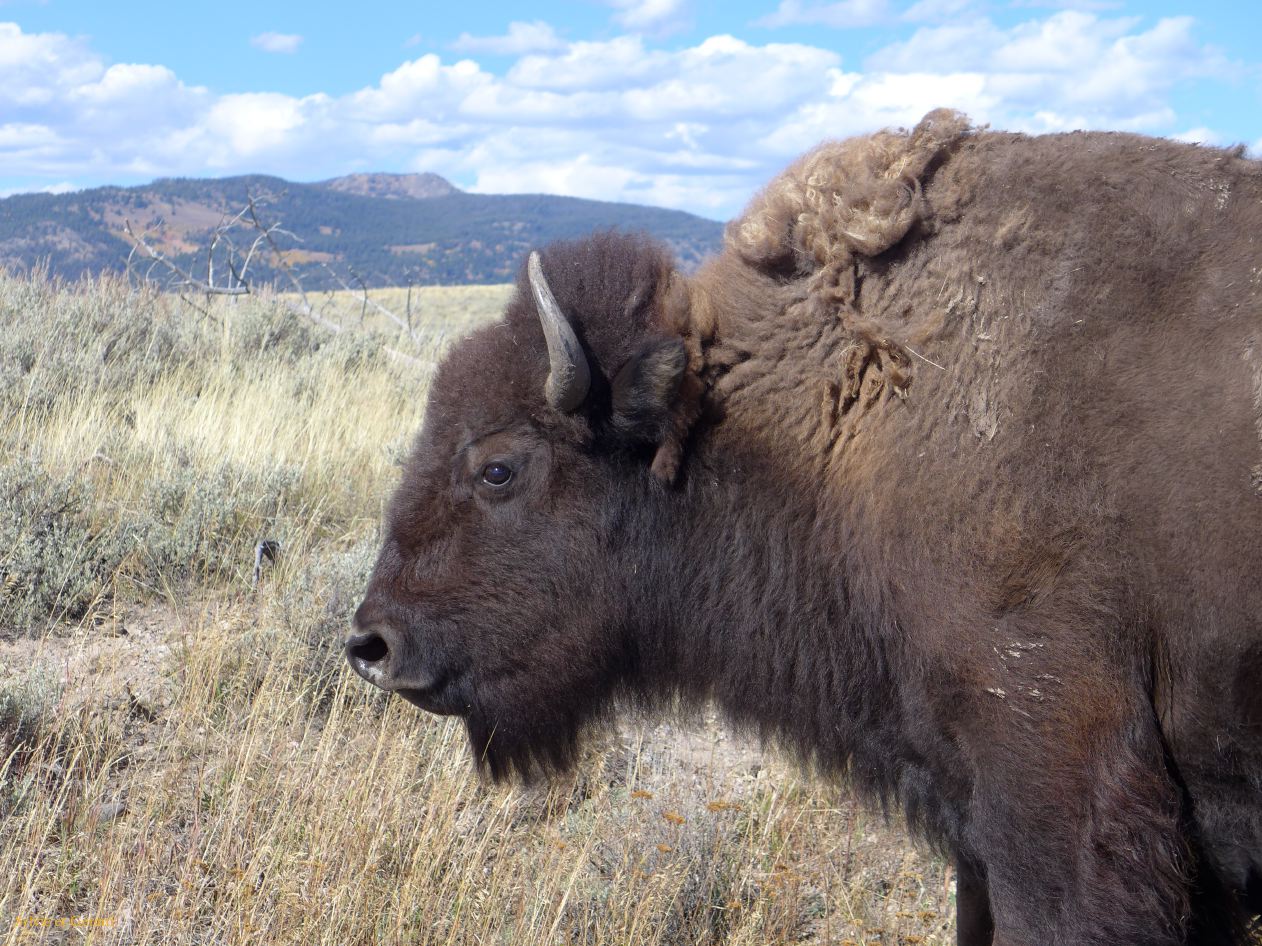  WYOMING A YELLOWSTONE 62 