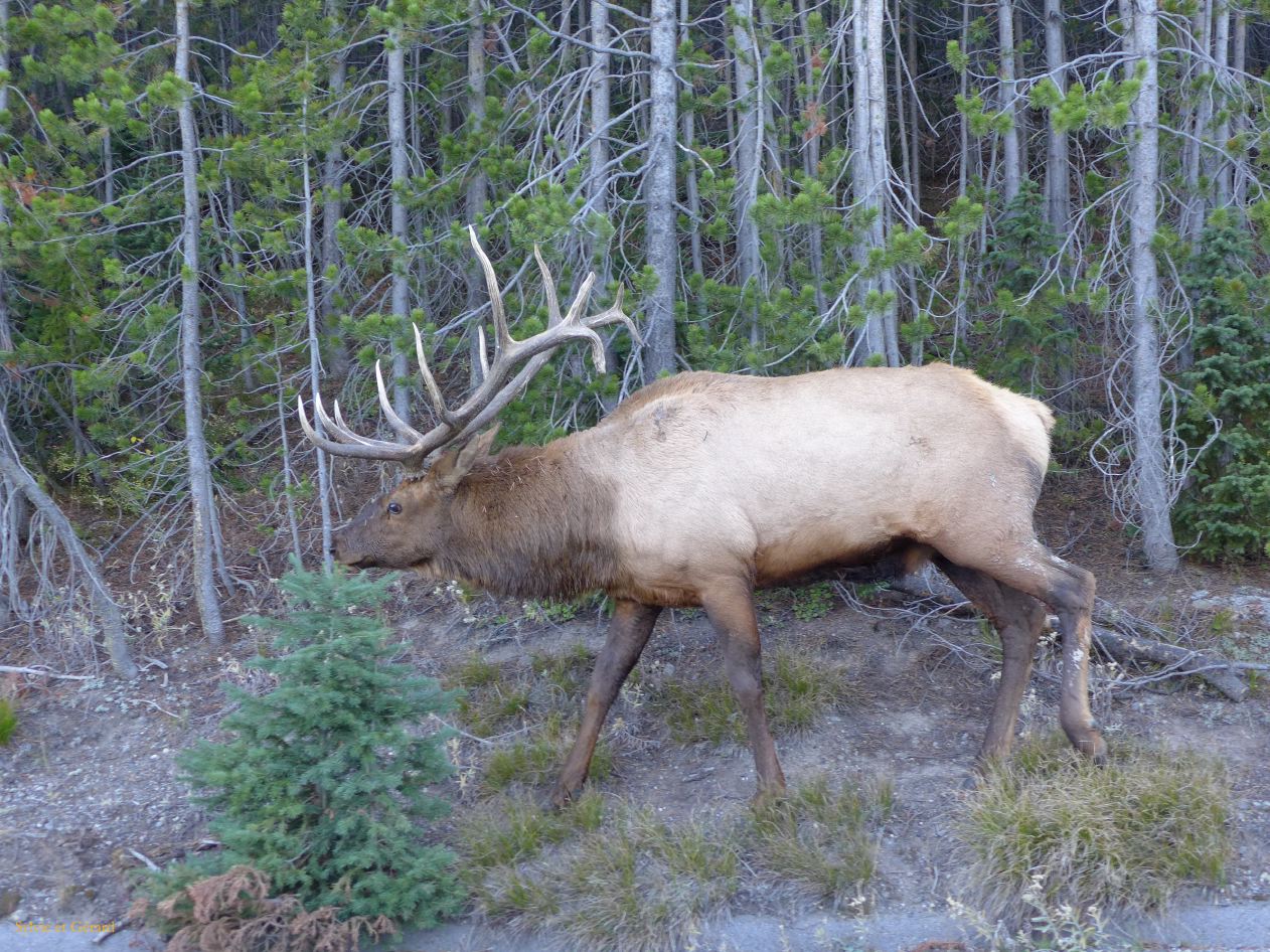  WYOMING A YELLOWSTONE 64 