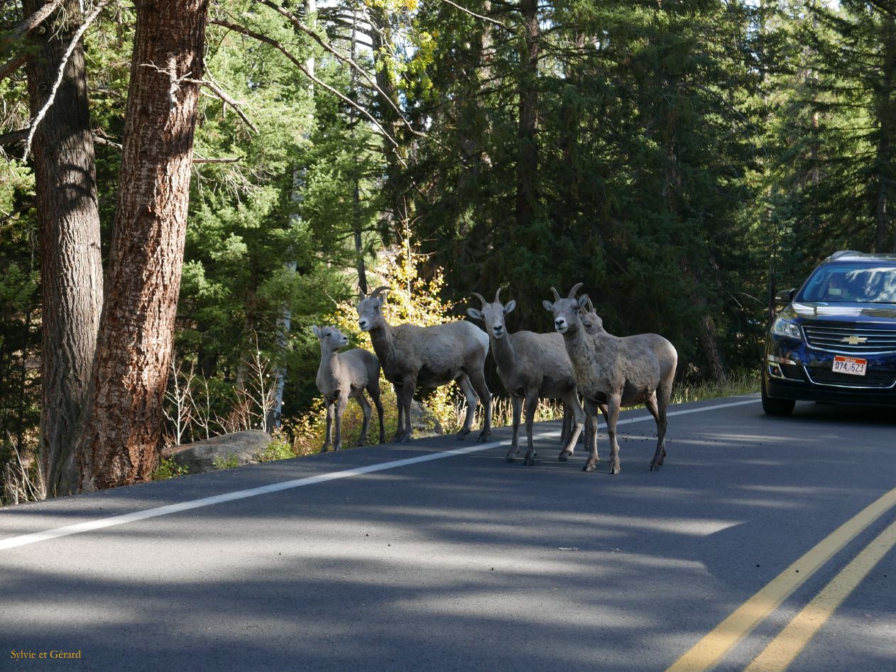  WYOMING A YELLOWSTONE 66 c'est pourquoi 