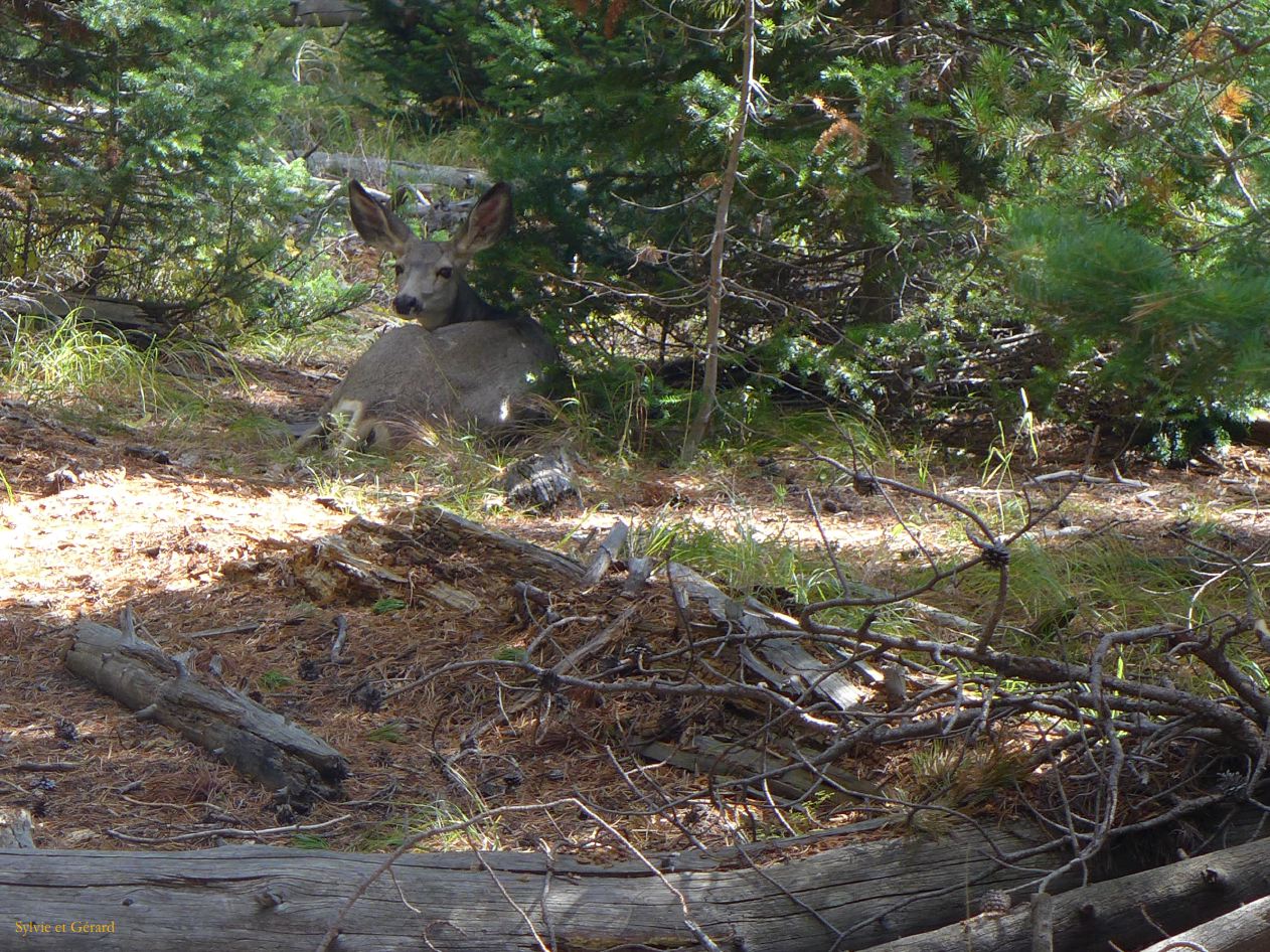 WYOMING Grand Teton 06 