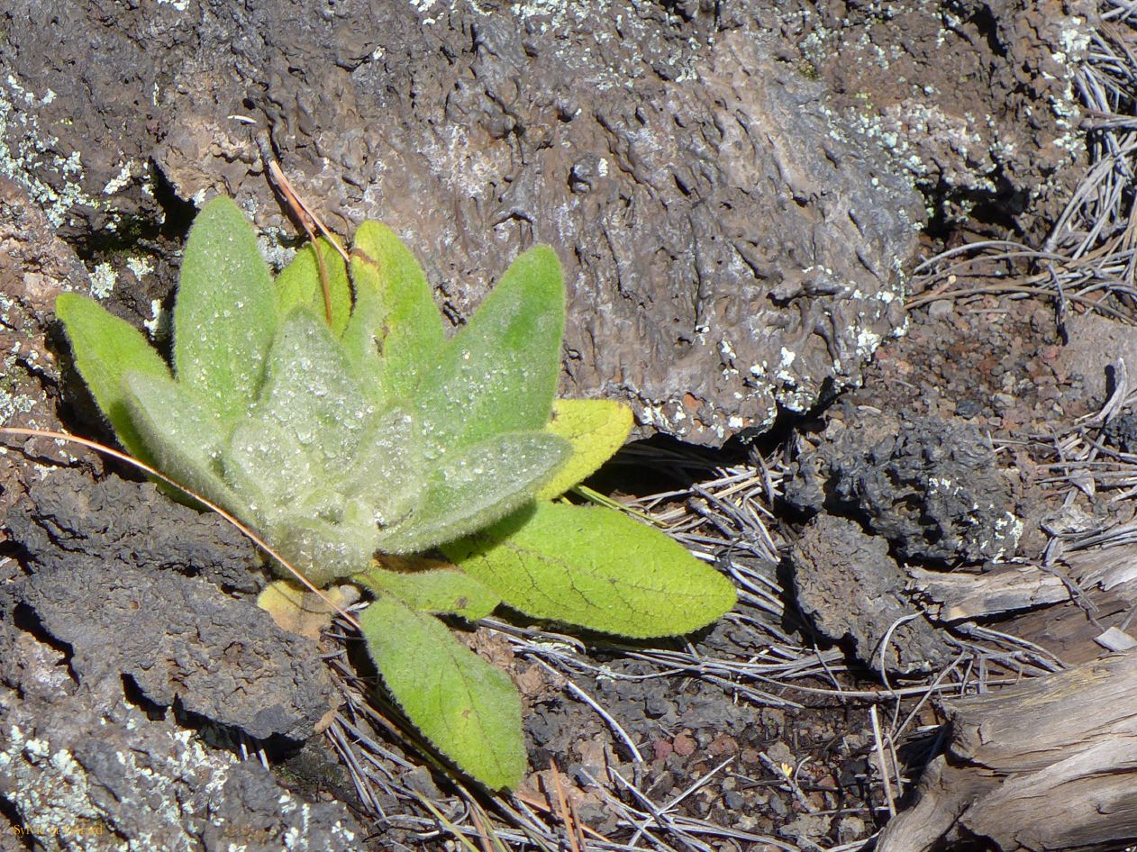 ARIZONA Sunset Crater 12