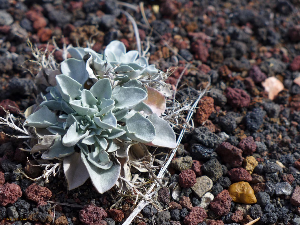 ARIZONA Sunset Crater 13