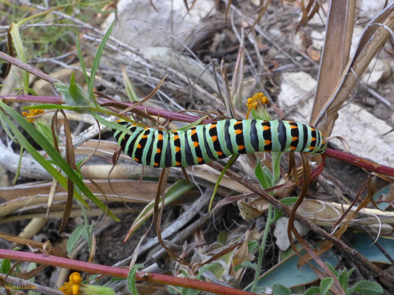 ARIZONA Walnut Canyon 03