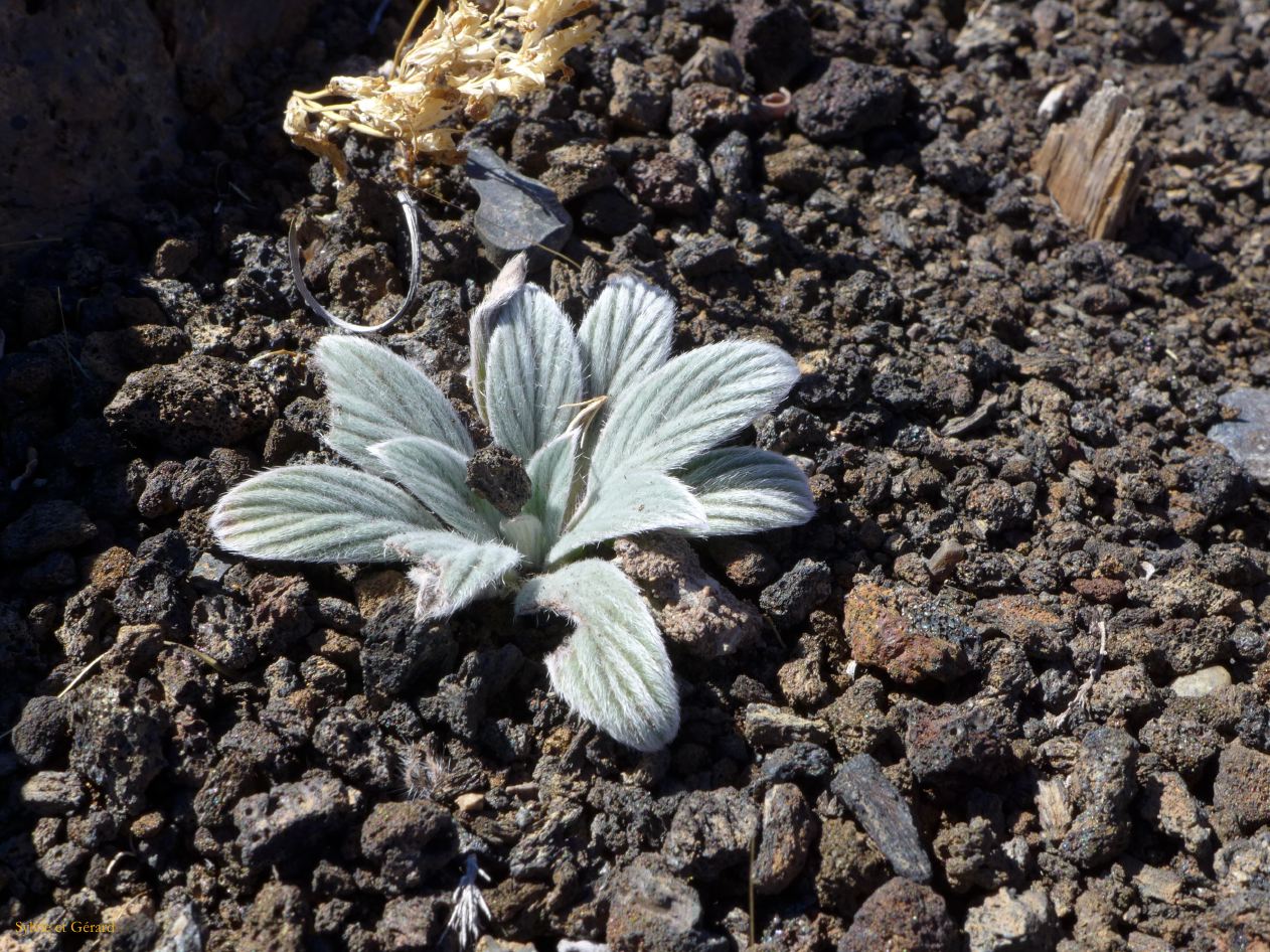 IDAHO Craters of the Moon 09
