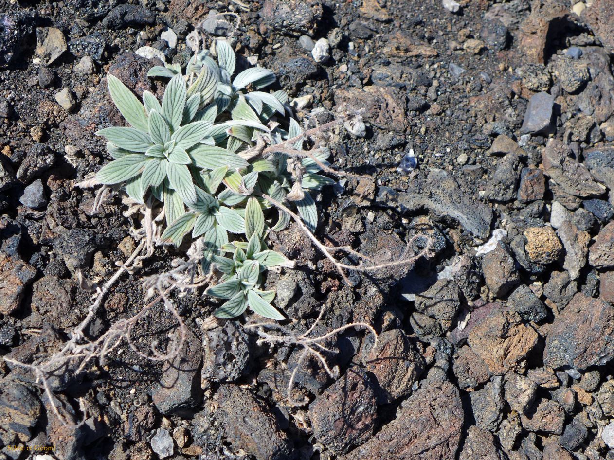 IDAHO Craters of the Moon 14