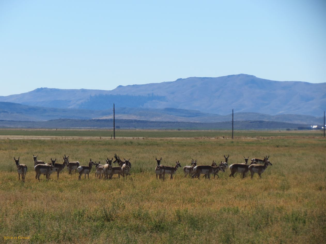 IDAHO Pronghorn antilope 1 sur le chemin migratoire