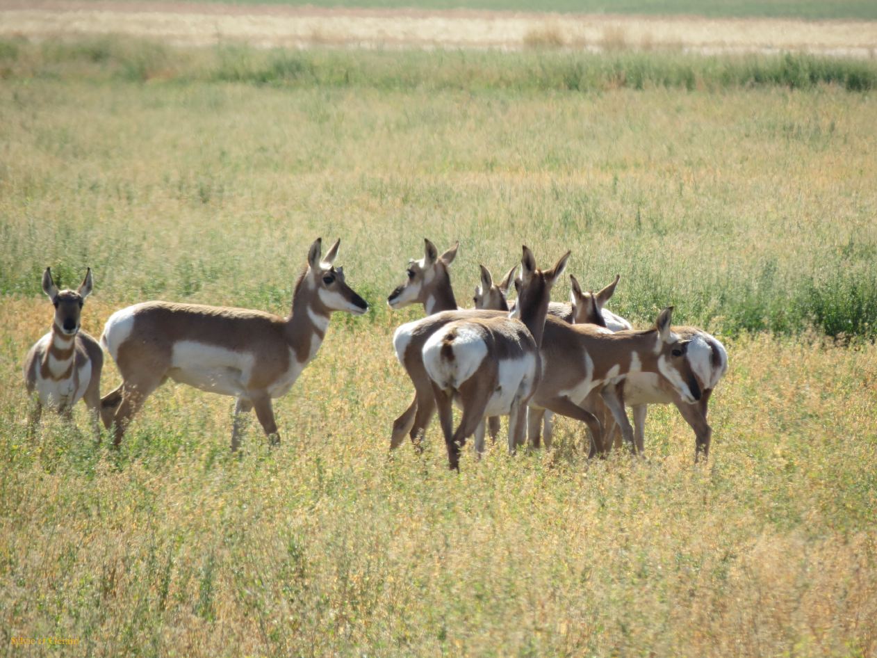 IDAHO Pronghorn antilope 2