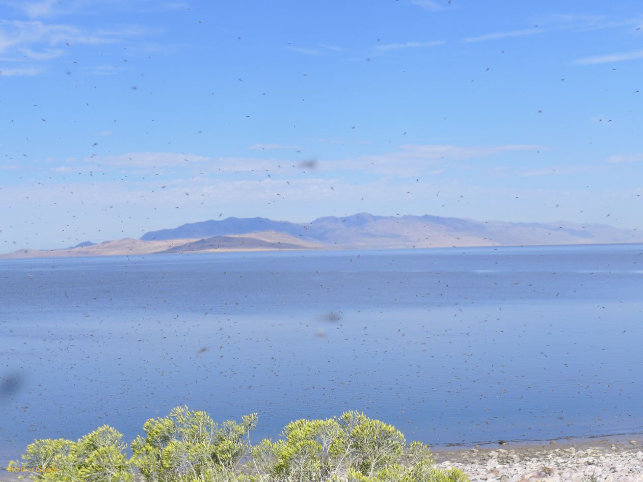 NEVADA Antelope Island Salt Lake City 01 vitres fermees conseillees