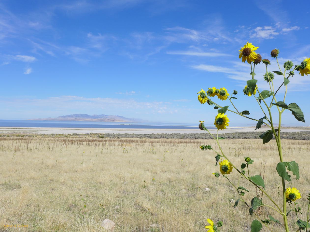 NEVADA Antelope Island Salt Lake City 04